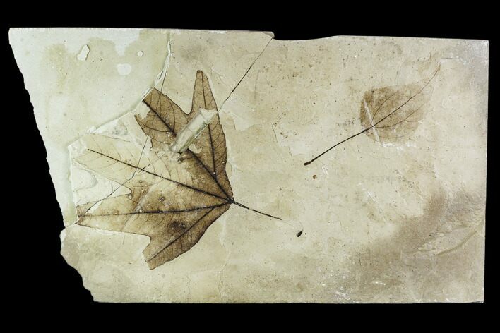 Fossil Sycamore And Hackberry Leaves - Green River Formation #109560